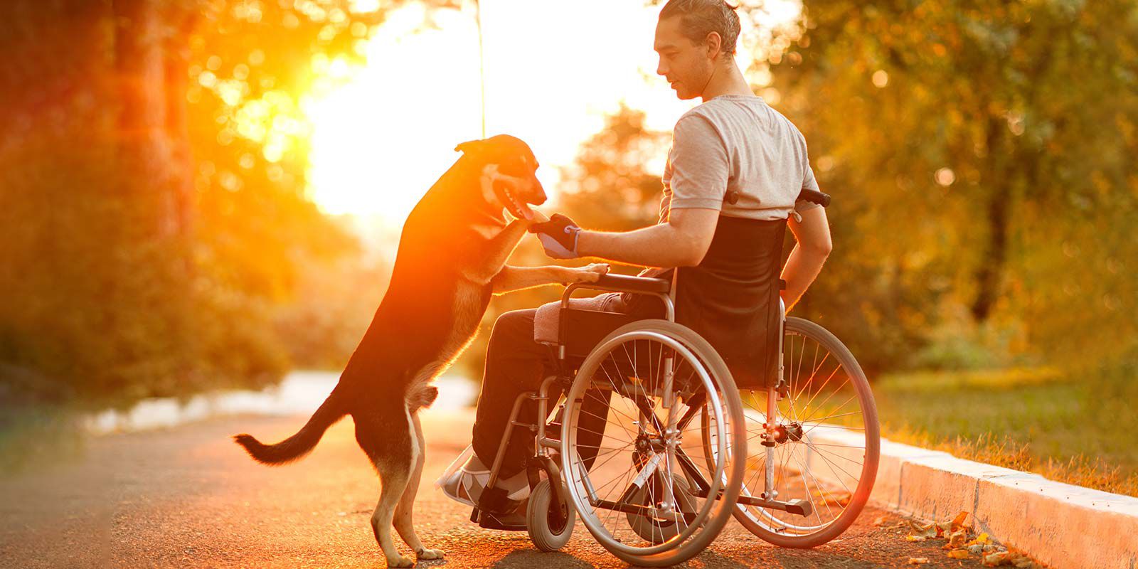 man on wheelchair playing with dog